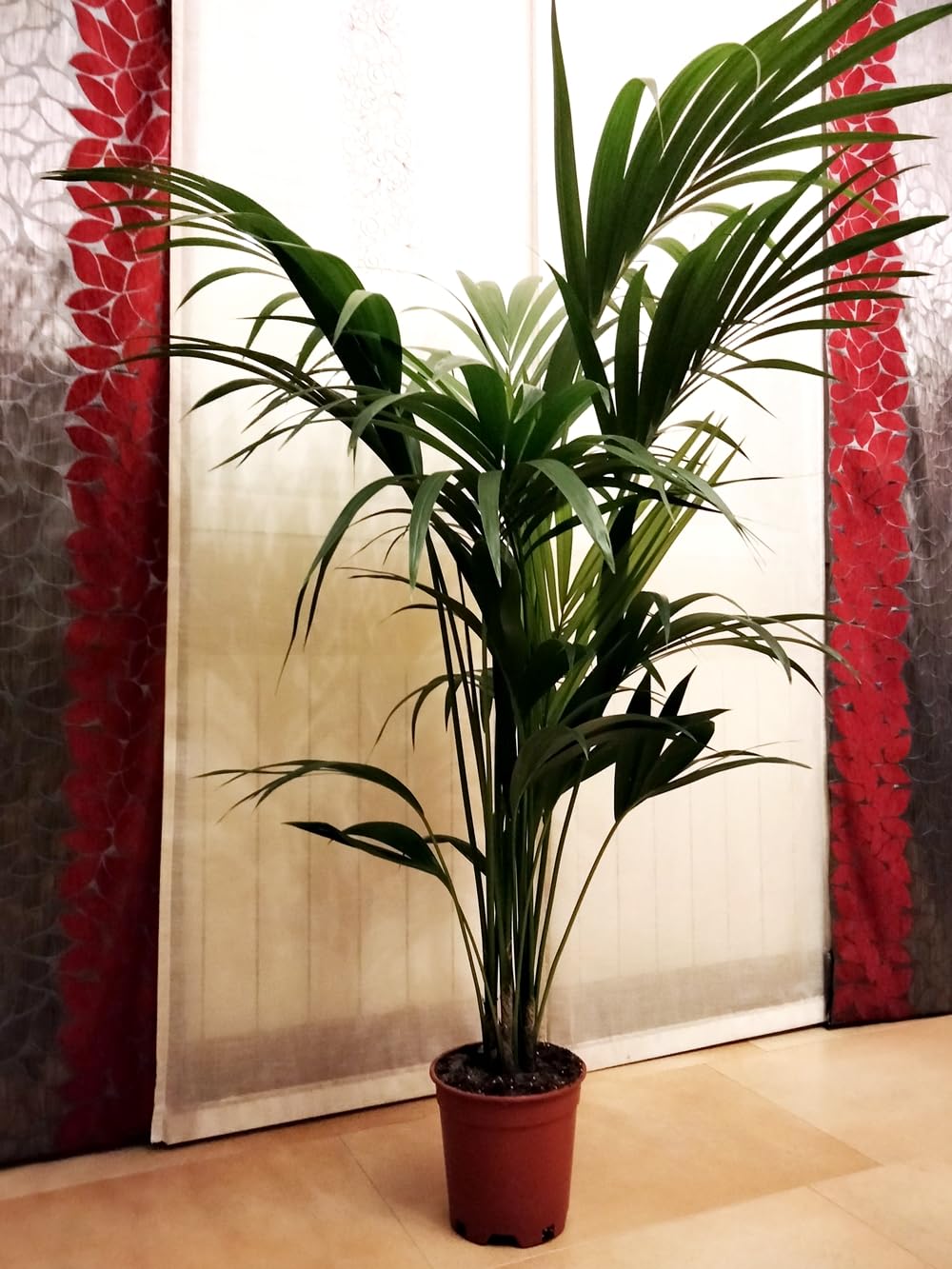 Planta natural Elegante Palmera Kentia. 140-150 cm. Segura Garden. Las palmeras Kentia son espectaculares y mejoran la calidad del aire, creando un ambiente fresco y relajante en el hogar.