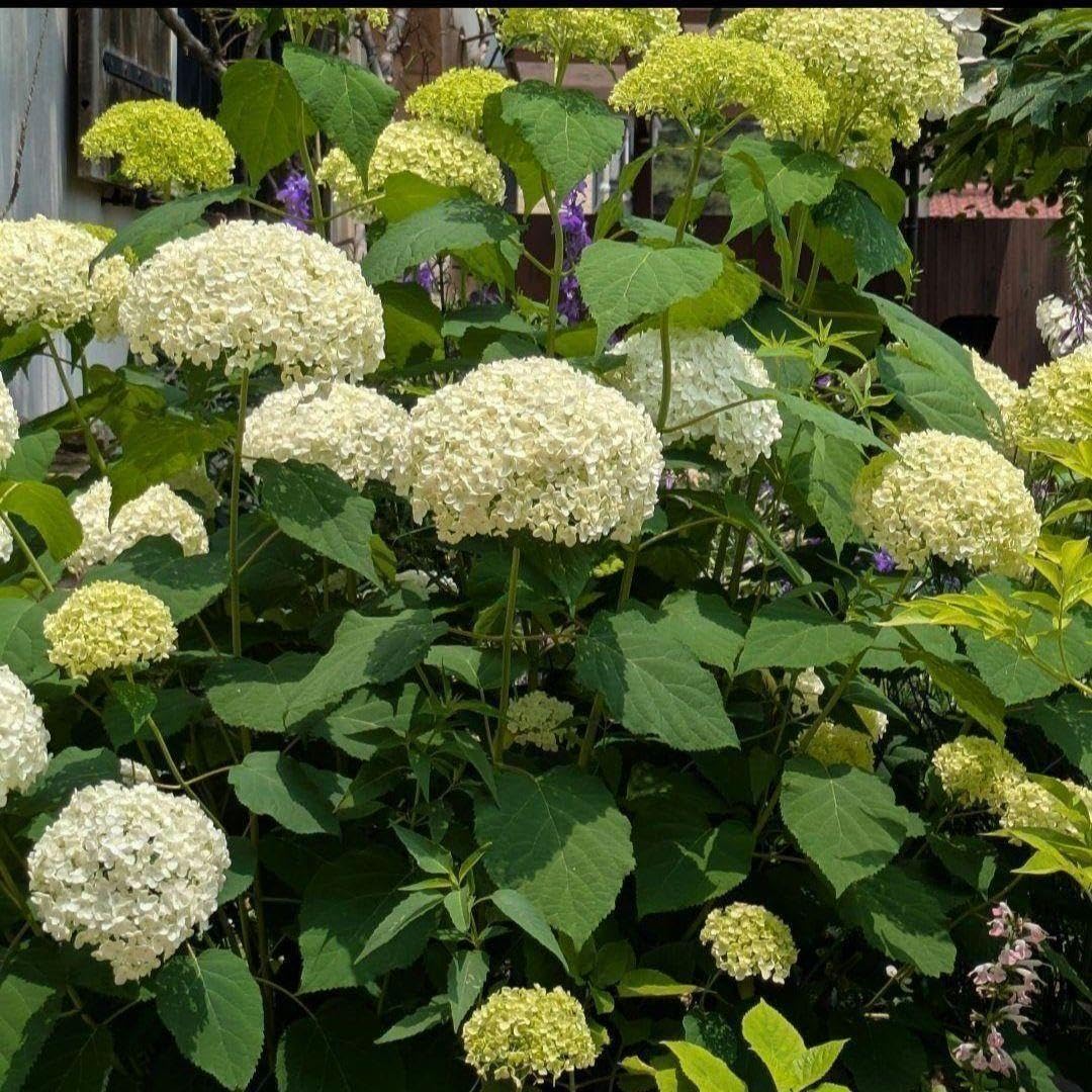 Amazon.co.jp: 紫陽花の苗木 1苗 挿し木苗 アナベルの苗木 抜き苗 花苗