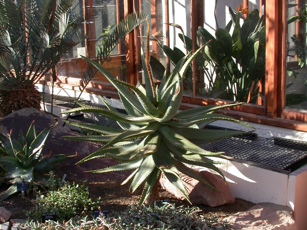 メルカリ便発送☆多肉植物アロエ PH-BLACKの種子10粒 メルカリ便発送☆多肉植物アロエ PH-BLACKの種子10粒