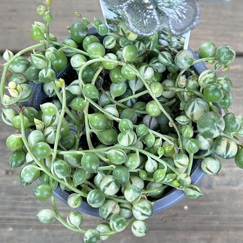 Miniatura 4 de Planta de cadena de perlas abigarradas, vid suculenta viva en maceta, planta de interior rara (maceta de 2 pulgadas)