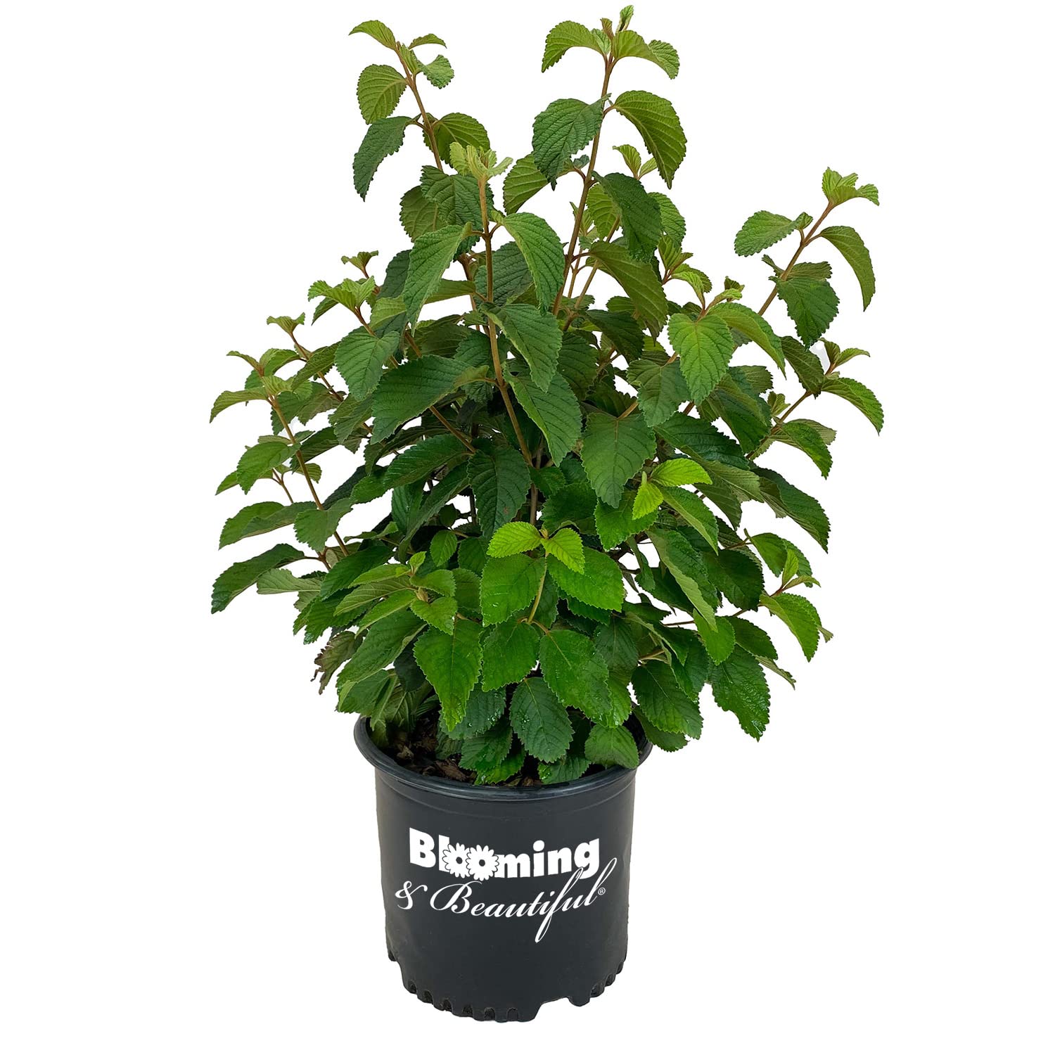 Shasta Doublefile Viburnum