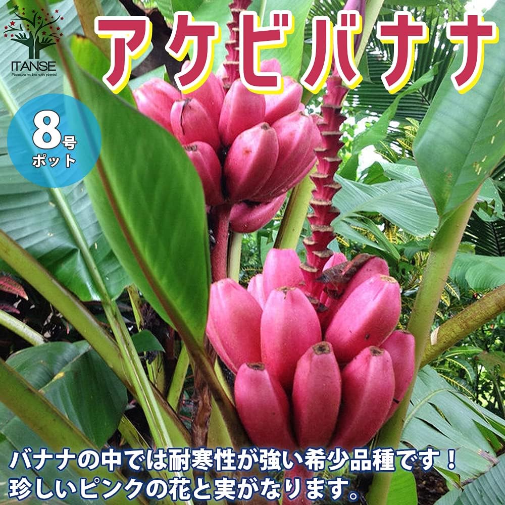 Amazon アケビバナナ 耐寒性バナナ の苗木 8号ナーセリーポット大苗 品種で選べる果樹苗 1本売り 学名 Musa Velutina タイプ バショウ科ムサ属 常緑性熱帯果樹 珍しいピンクの花と実のバナナで 魅力は 耐寒性が強いことです 通常バナナは 暖かい気候を好み 10