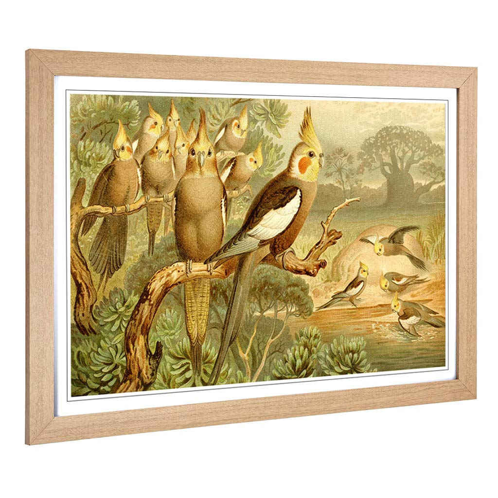 Big Box Art Framed Print of Vintage Brehms Tierlben Cockatiel Design | Wall Art Picture | Home Decor for Kitchen, Living Room, Bedroom, Hallway, Oak, A2 / 24.5x18 Inch / 62x45cm