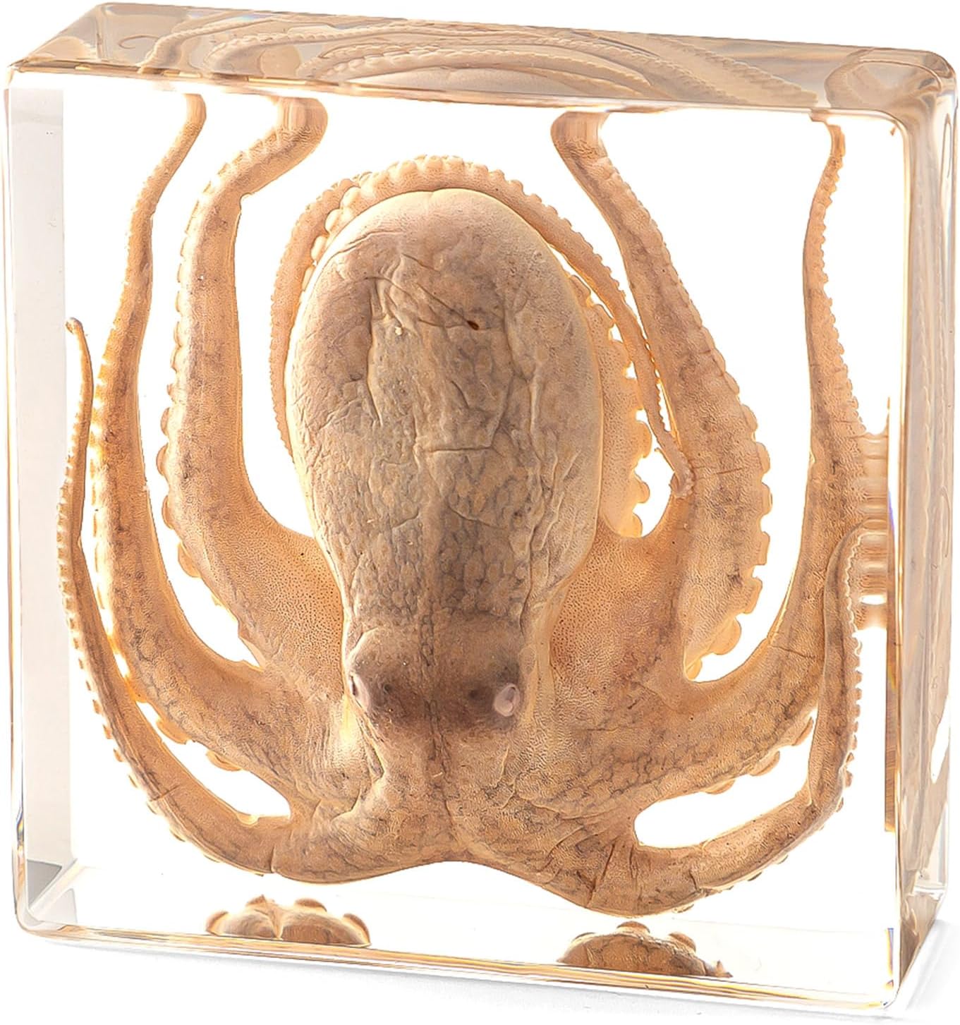 Real Taxidermy Octopus in Resin - Taxidermy Animals for School Lab Zoology Dissection, Novelty Gifts for Specimen Collector, Ocean Lover, Family or Friends (Octopus)