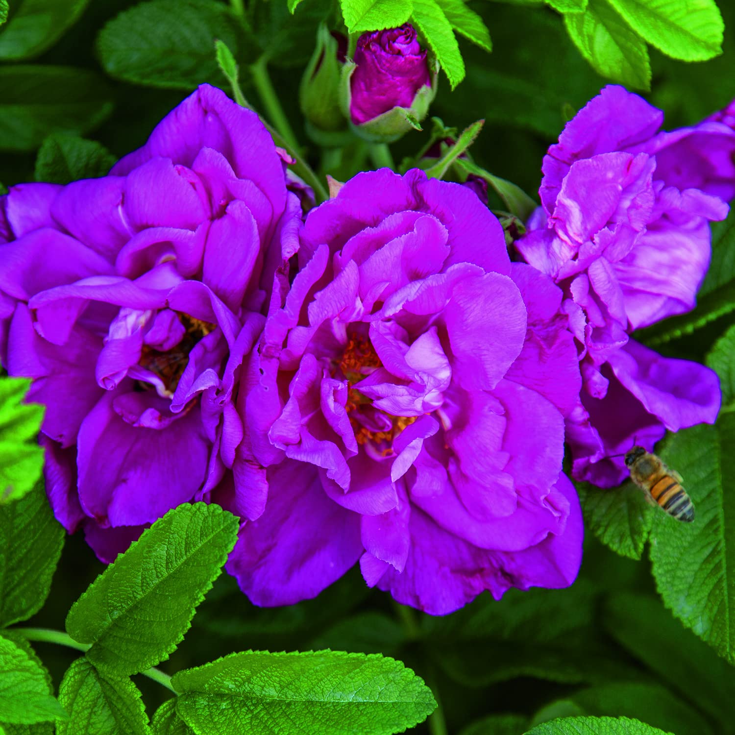 Rosa Eisvogel&reg; Di Rose Barni&reg; - Rosaio In Vaso Rifiorente Con Fiori Rosa Malva Sfumato Bronzo E Profumo Intenso