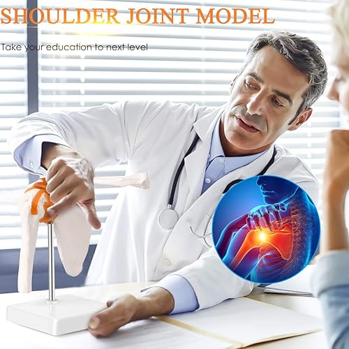 Miniatura 7 de LYOU Modelo de articulación de hombro humano, modelo de esqueleto de hombro anatómicamente preciso flexible de tamaño real con ligamentos