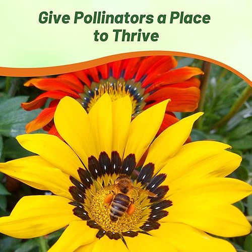 Miniatura 5 de Outsidepride Kiss Mix Gazania Semillas para plantar  50 piezas de semillas perennes, de bajo mantenimiento, tolerantes a la sequía para flores