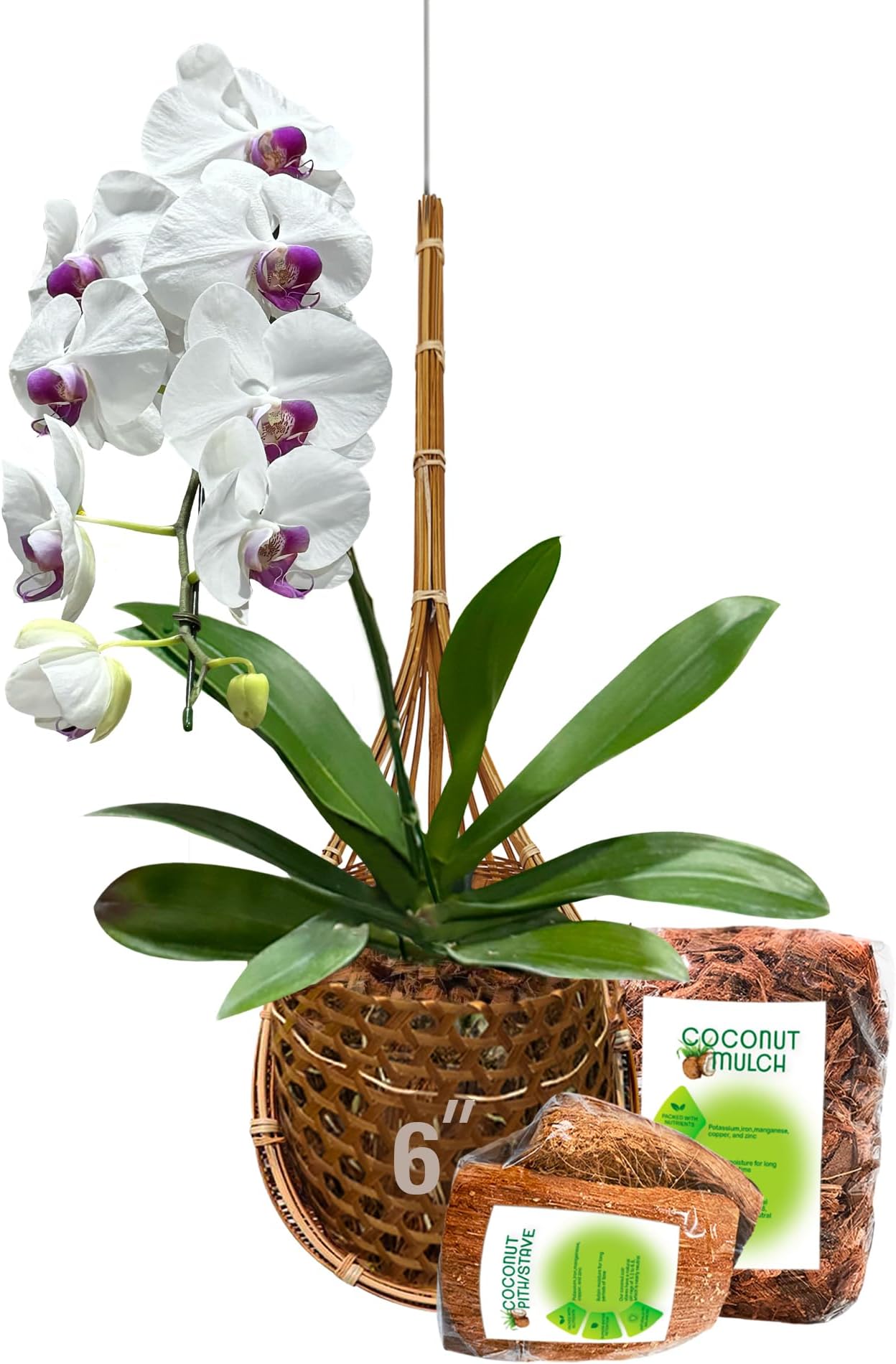 Handmade 100% Thai Bamboo 6 Inch Signature Super Sanctuary SIAM Orchid Hanging Basket with Nursery Grade Coconut Shell Staves Coir Pith Sponge & Husk Mulch