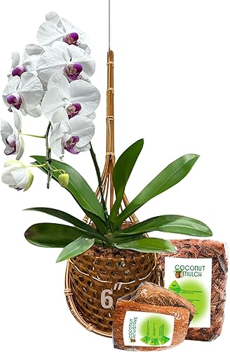 Miniatura 5 de PANWA Cesta colgante hecha a mano 100 de bambú tailandés tejida para orquídeas  Perchas multiusos estilo nido de pájaros para enrejado o cenador