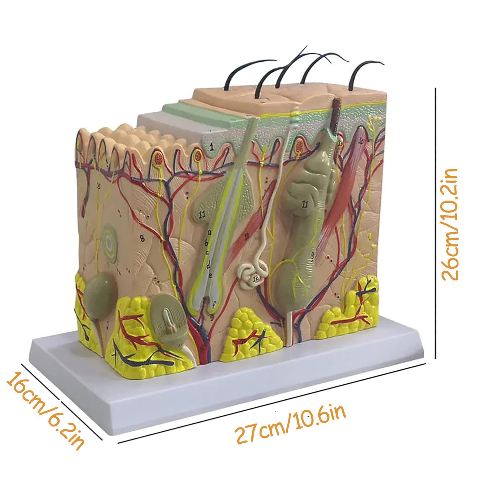 Skin Model Science 35x Magnification Skin 35X Enlarged Anatomical Skin Model - Detailed 3D ...