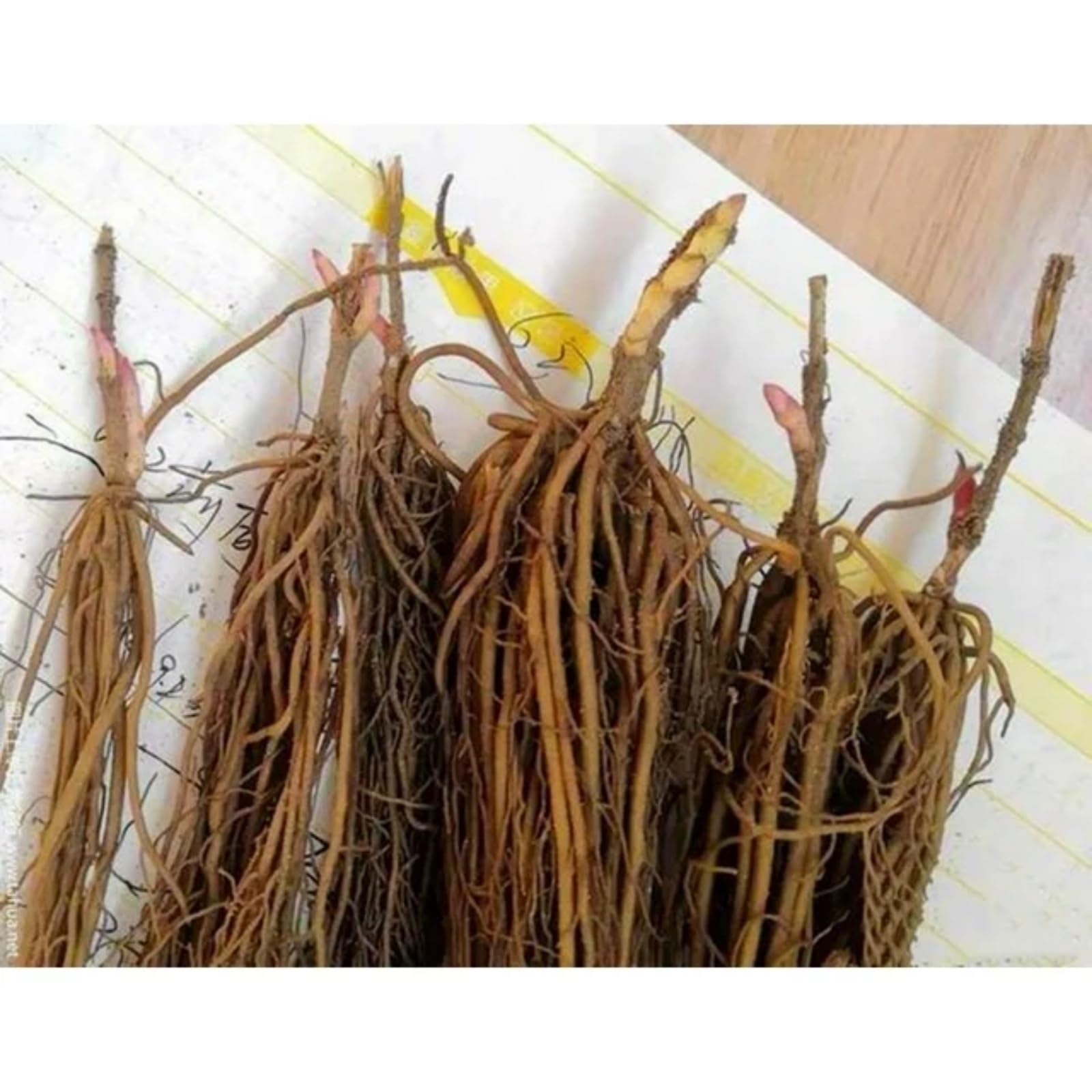 Clematide rampicante Montenegro, una clematide rampicante da esterno adatta per giardini domestici-6 Rhizomes-F