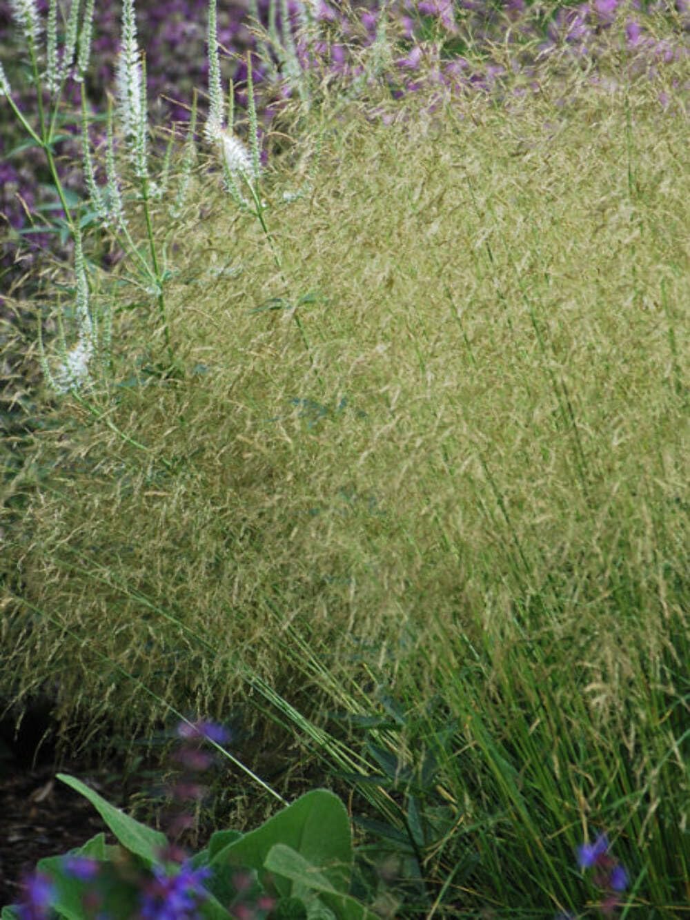 Perennial Farm Marketplace Deschampsia cespitosa (Tufted Hair) Ornamental Grass, Size-#1 Container, Dark Green Foliage