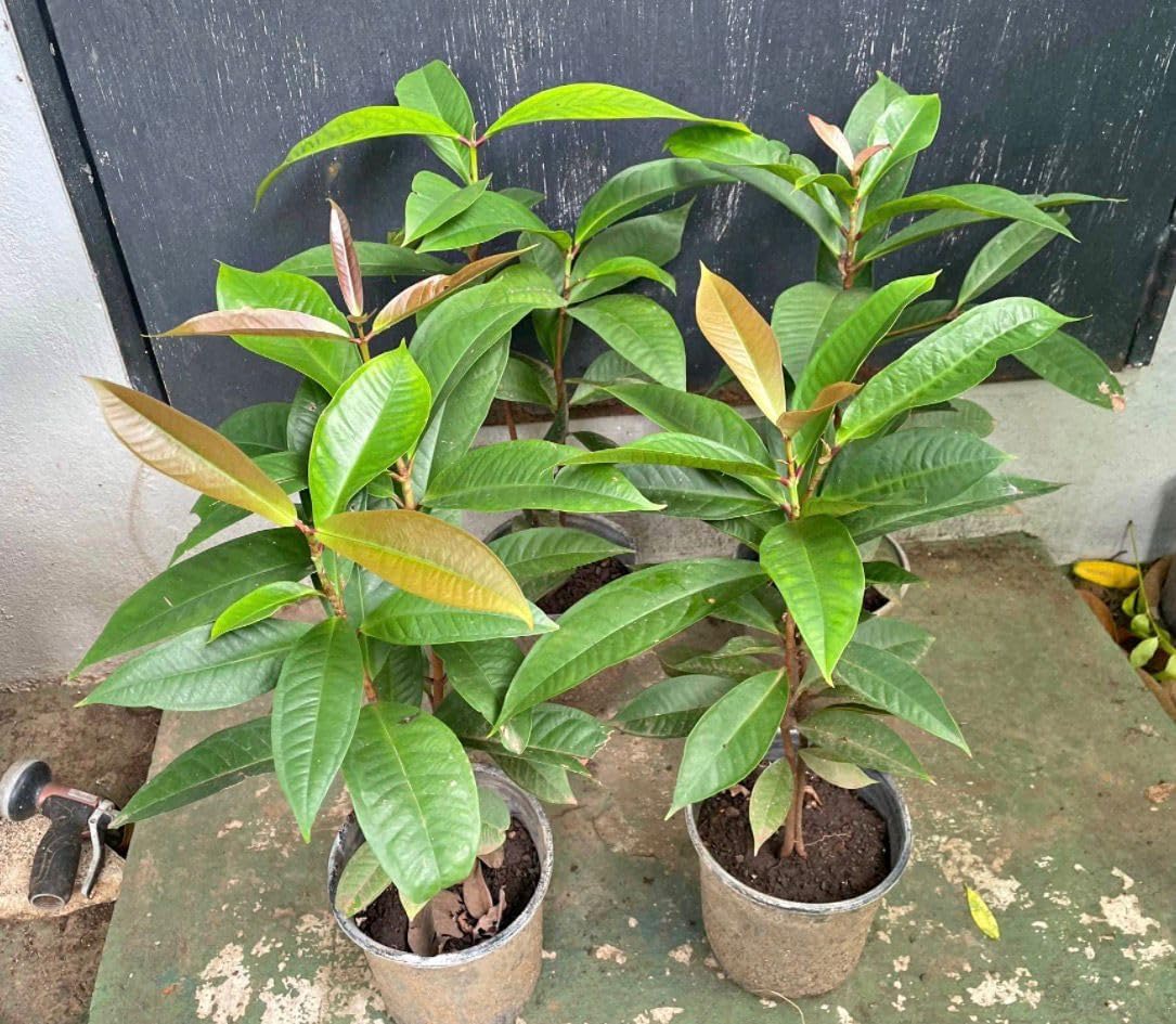 Rose Apple Pomarrosa Tree (Syzygium jambos) Seedling, 8–12 in – Naturally Seed-Grown Tropical Fruit Tree with Sweet, Fragrant Rose-Flavored Fruit