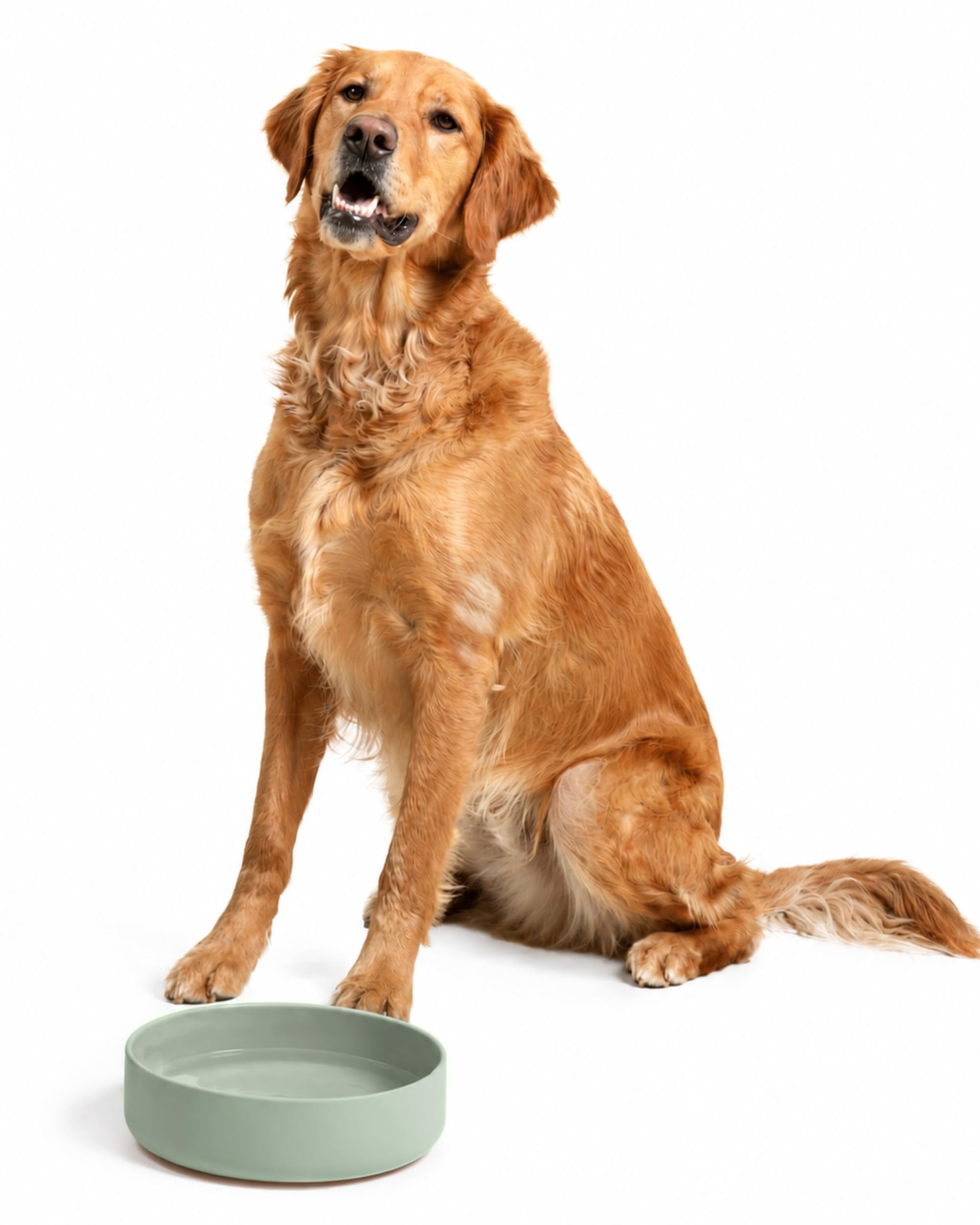 Should We Go? The Perfect Dish No-Spill Dog Water Bowl, Less Mess Non-Tippable Water & Food Bowl, Pure Silicone with Suction Cup, Fits 8 Cups 9.5" Across x 2.5" Tall Ideal for All Pets, Large-Sage