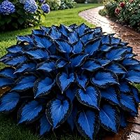 210+ Rare Hosta Seeds for Shade Gardens | Perennial Ground Cover, Long-Blooming Flowers for Borders & Containers