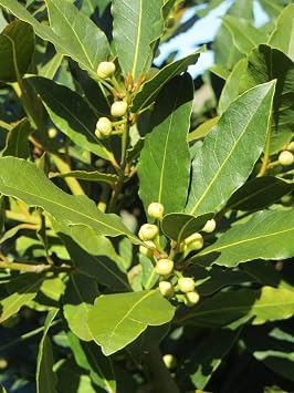 RedCrocus Bay Laurel Laurus nobilis Herb Plant- Fragrant Evergreen Foliage, Ideal for Herb Gardens & Landscaping 6" Pot
