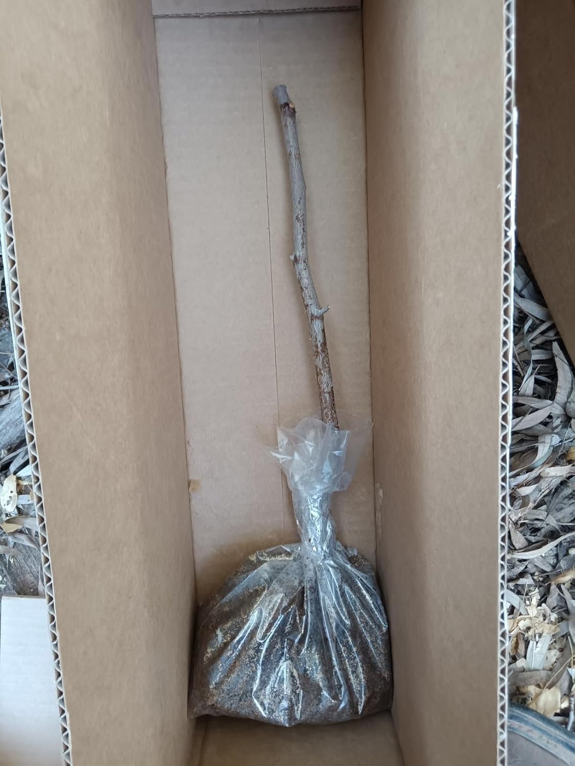 Jujube Tree (Chinese Date) Moon Light 月光枣 Very Sweet and Early Harvest Living Plant, Bare Root, Easy Care, Approx 18-24" Dormant in Winter