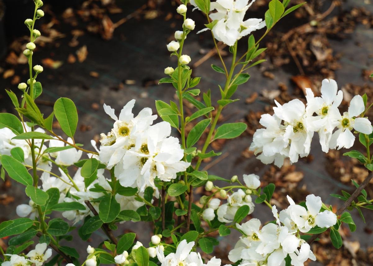 Kleine Prunkspiere The Bride Exochorda macrantha The Bride Containerware 60-80 cm