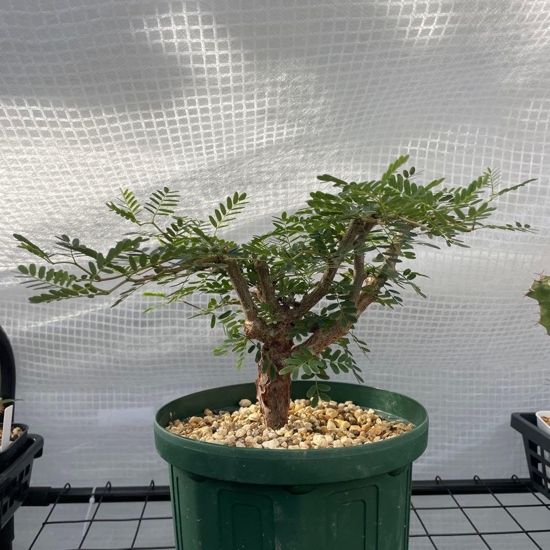 Amazon｜センナ メリディオナリス 実生株｜観葉植物 オンライン通販