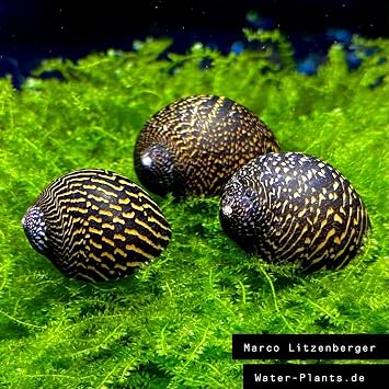 5 Mosaik Rennschnecken Algenfresser/Stück 199€