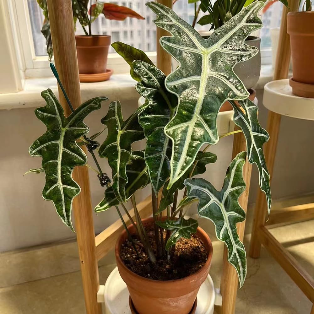 200 pcs elefantenohr pflanze samen - Alocasia - pflanzensamen  zimmerpflanzen (Alocasia macrorrhizos) winterharte kbelpflanzen  nachhaltige geschenke pflanzen winterhart drauen exotische : Amazon.de:  Garten