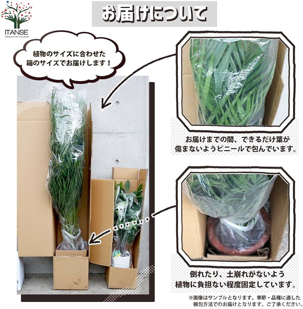 Amazon｜ITANSE 斑入りポトス 3号ポット 2品種各1個セット 内容