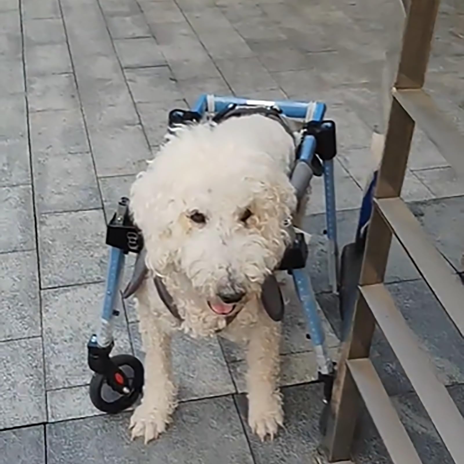 Silla de ruedas ajustable para Doberman con soporte de 2/4 ruedas todoterreno para parálisis