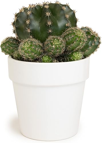 Vista 8 de Plantas de cactus viven en maceta de arcilla, cactus vivo en maceta en tierra de cactus, mini cactus vivos, plantas suculentas vivas, cactus vivos