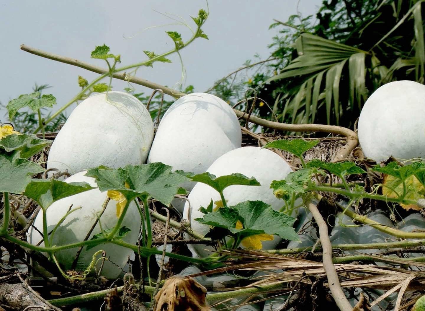 Zeoust Loife 20+ Ash Gourd, Wax Gourd White Winter Melon