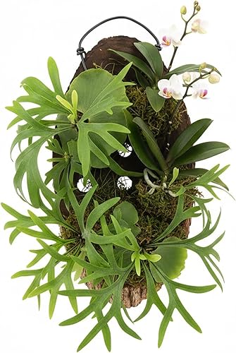 Miniatura 8 de Kit de tabla de montaje de helecho de ciervo de madera, maceta de pared colgante para plantas verticales, platicerio, orquídeas, suculentas (ovalado)