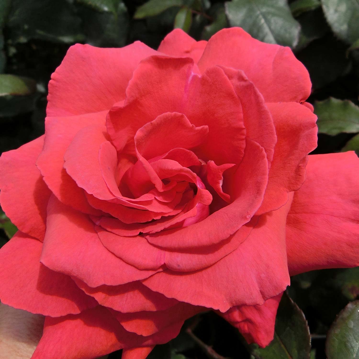Edelrose Duftwolke in Korallenrot - Duftrose winterhart - Rose stark duftend - Prämierte Pflanze im 5 Liter Container von Garten Schlüter - Pflanzen in Top Qualität