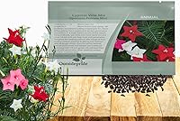 Vista 1 de Outsidepride Semillas mixtas de vid de ciprés - 100 piezas de semillas anuales de flores con néctar rico, flores en forma de estrella y hojas