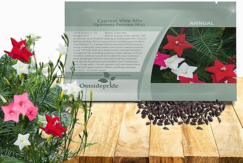 Outsidepride Semillas de vid de ciprés mixtas, 100 piezas de semillas anuales de flores con néctar, flores en forma de estrella y hojas plumosas,