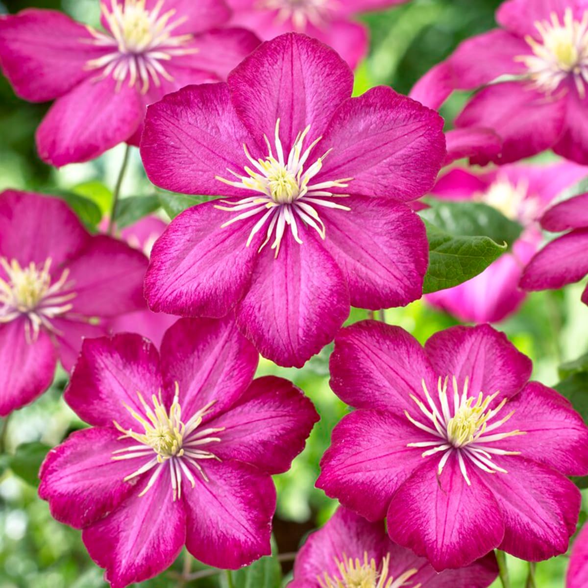 Bloomique - Set di 2 - Clematis ‘Ville de Lyon’ - Clematide - Rosa scuro - Rampicante - Resistente al freddo - Alte 50-70 cm - Vaso 15 cm