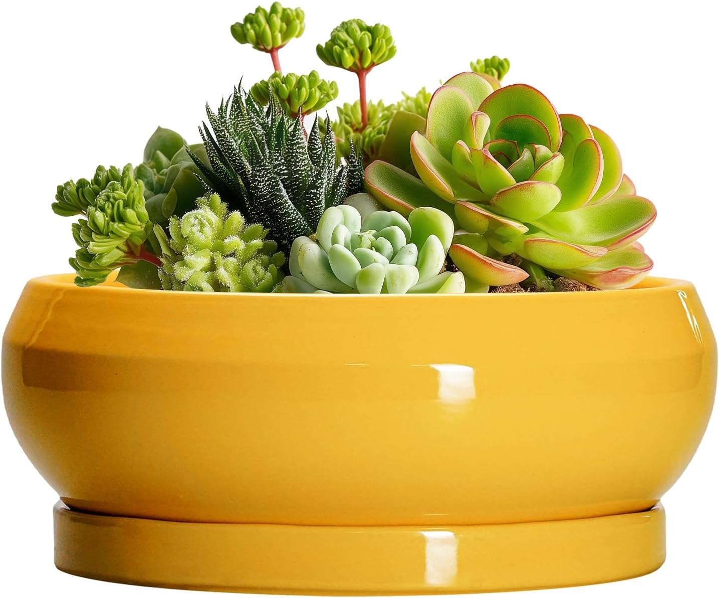 Succulent Pots with Drainage Hole - 6 Inch Ceramic Bonsai Pots for Indoor Outdoor, Shallow Plant Pot with Saucer, Bonsai Planter, Round Succulent Planter, Patio Decor, Gardening Gift, Yellow