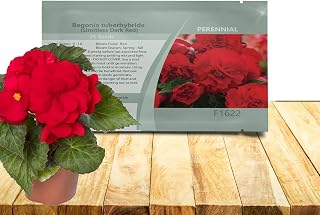 Outsidepride Dark Red Limitless Begonia Seeds for Planting - 25 Pcs Perennial Flower Seeds with Large Blooms, Arching & Pendulous Growth Habit, for Containers, Hanging Baskets, or Landscape Plantings