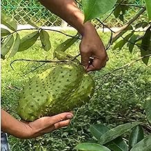 Corossol Sour Soup Lakshman Phal Fruit Live Plant (1.5-3 Feet Height)