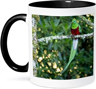 3dRose Resplendent quetzal, Costa Rica 1. 11oz Two-Tone Black Mug