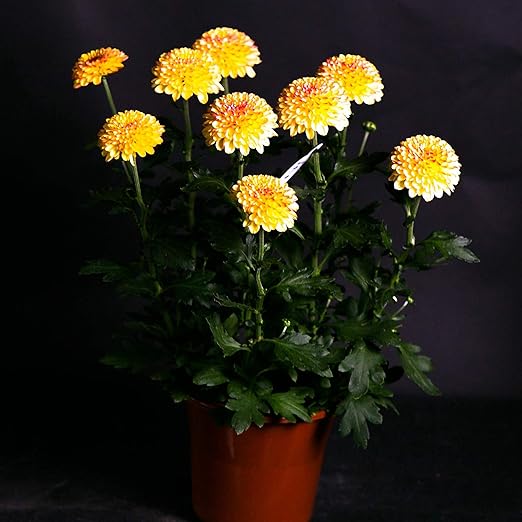 Amazon ギフト ポンポン菊 ピンポンマム 色 品種はおまかせ ラッピングしてお届け 鉢花 鉢植え フラワーギフト 敬老の日 開店祝い 新築祝い 誕生日祝い ガーデニング Primeお急ぎ便 5寸 観葉植物 オンライン通販