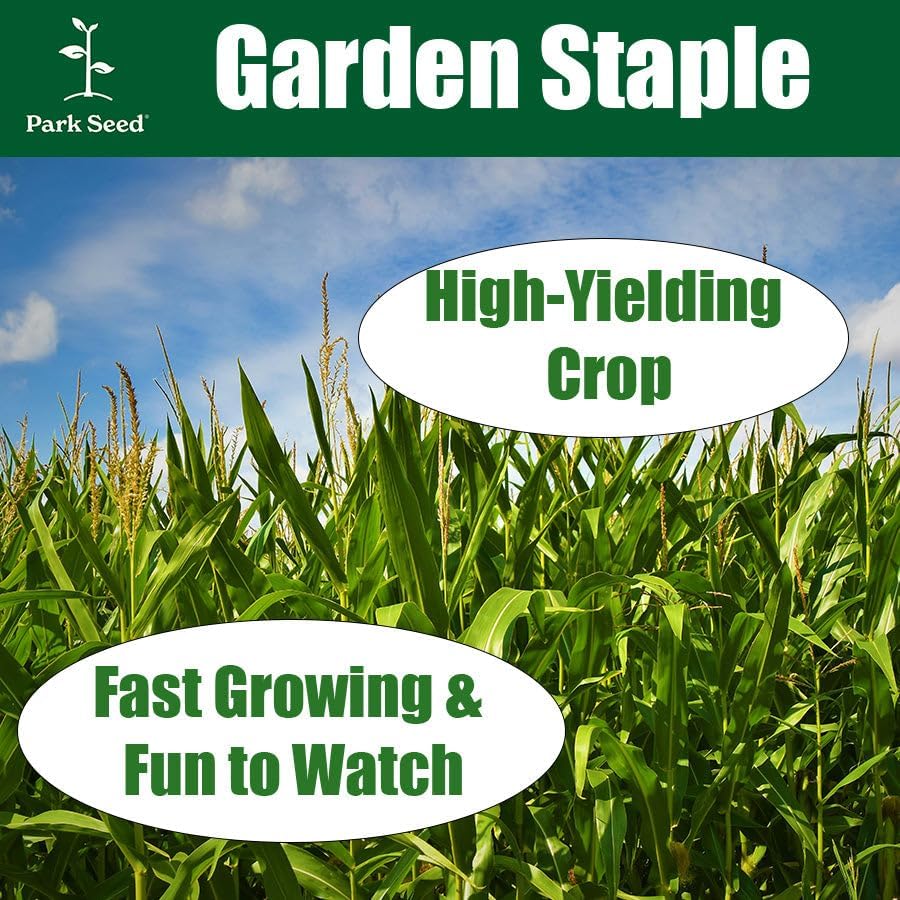 Miniatura 4 de Park Seed Colección 3 Sisters  Cultiva maíz, frijoles y calabaza juntos para apoyo mutuo, incluye maíz ambrosía, frijoles trepadores del Algarve y