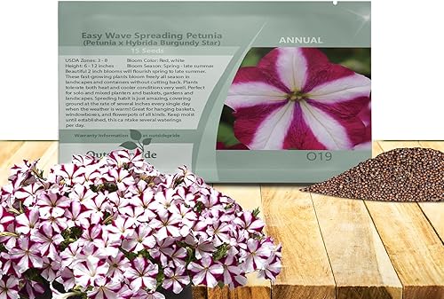 Outsidepride Burgundy Star Easy Wave - Semillas de petunia  30 unidades. Semillas de flores anuales, compactas y extendidas para plantar flores
