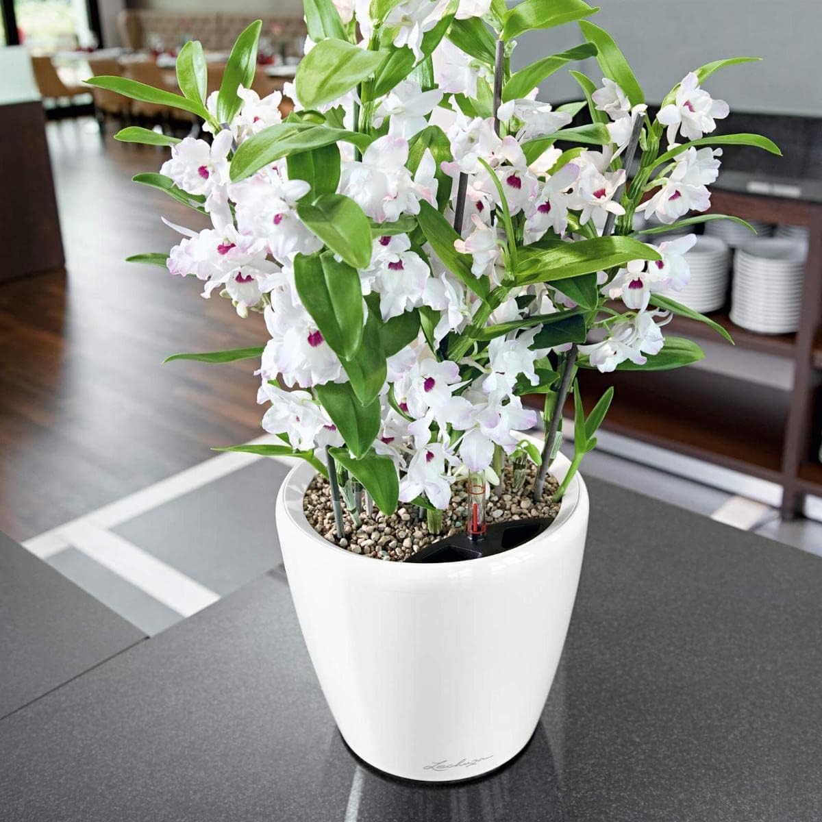 Lechuza Self Watering Plant Pot Classico 21 LS Garden Flower Indoor Outdoor Small Table Plastic Planter with Drainage Hole D21 H20 cm White High-Gloss