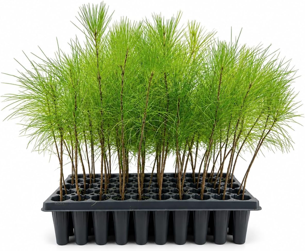 Slash Pine Tree | 10 Live Plants | Pinus Elliottii | Fast Growing Stately Shade Tree