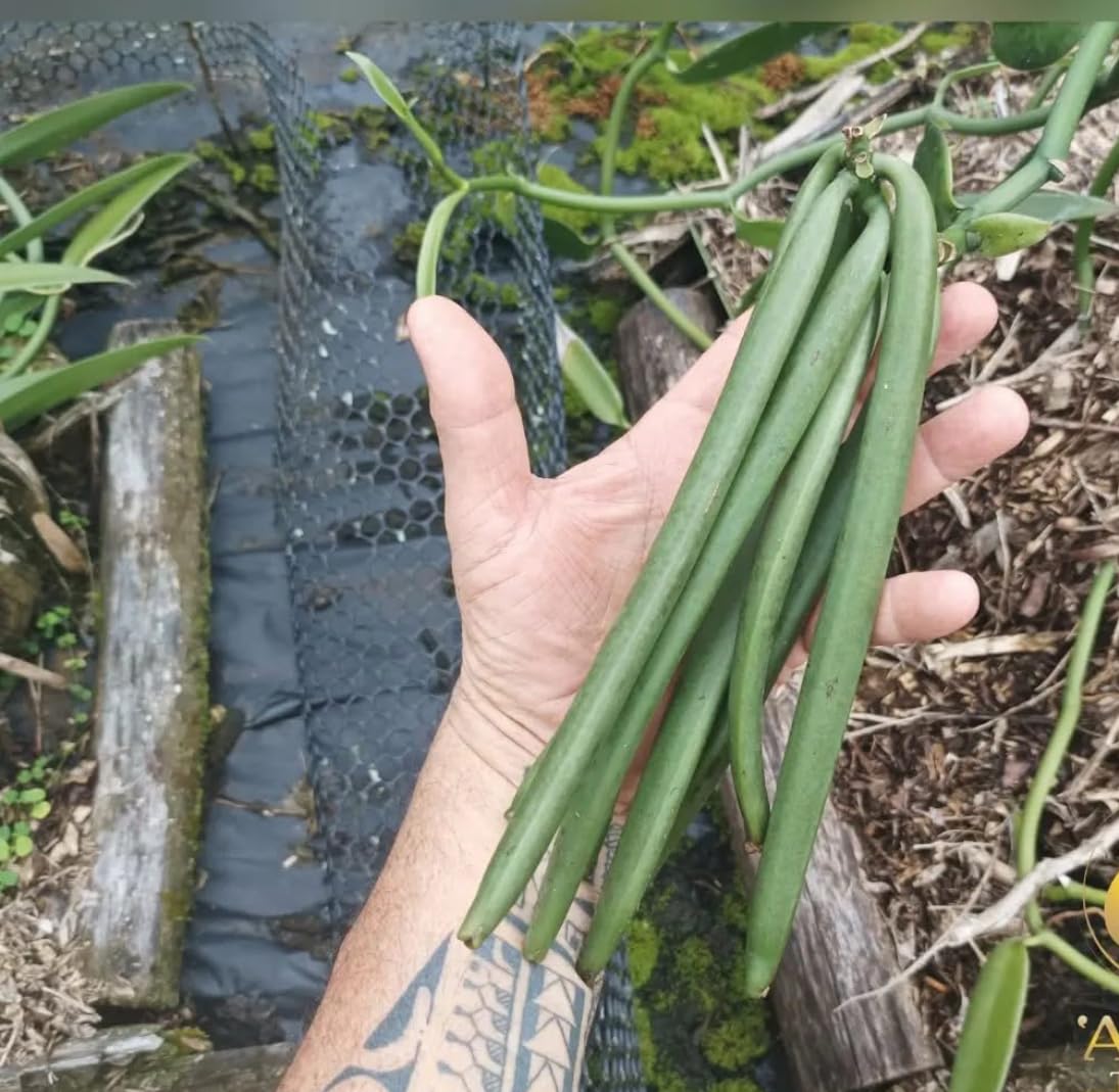 2 Gousses de Vanille de Tahiti-16-17 cm-Qualité Premium-Variété Tahitensis-Parfum Intense et Exotique-100% Naturelles-Parfait pour Pâtisserie cuisine et cocktails