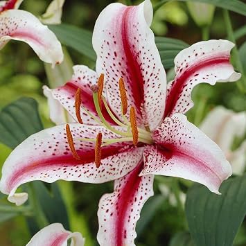 2 Dizzy Oriental Lily, Red & White Flowers, Beautiful Flower Bulbs, Spectacular Flowering Perennial Plant, Flower