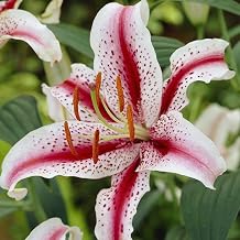 Dizzy Oriental Lily, Red & White Flowers, Beautiful Flower Bulb, Spectacular Flowering Perennial Plant, Flower