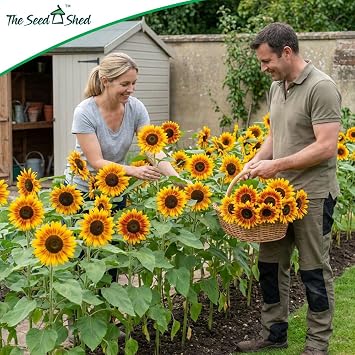 Sunflower Moonwalker Seeds – Multi-Stem Tall Sunflower Variety – Bright Yellow Blooms with Dark Centres – Ideal for Borders & Cut Flowers – Summer Flowering Annual
