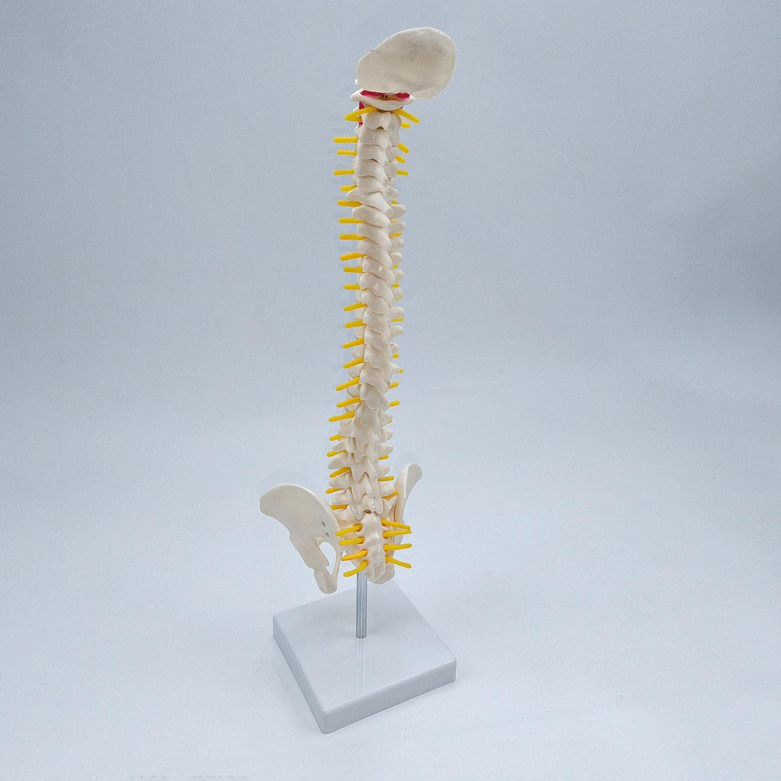 Modelo de Vertebral Humana La Vertebral Modelo de Esqueleto Lumbar Pelvis PVC Flexible con Base para Demostración, de pie