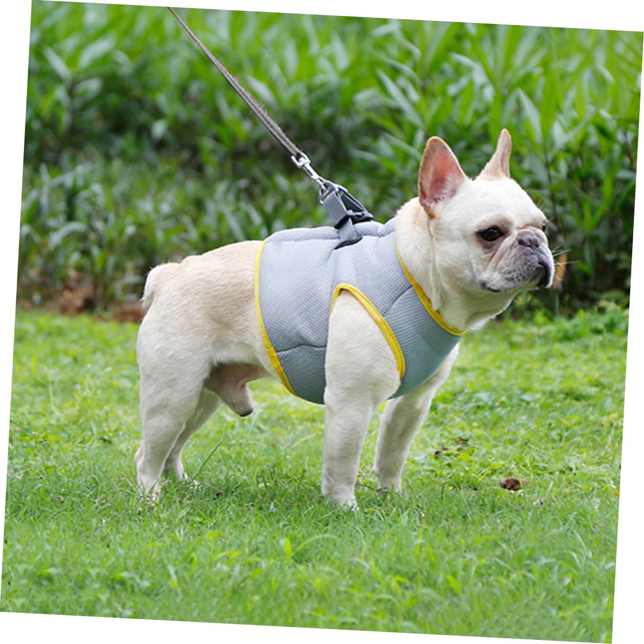 COLLBATH Gilet Refroidissant pour Chien Respirant Et Confortable pour XL Parfait pour Promenade Et Activités Extérieures