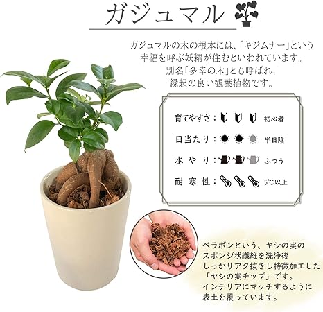 Amazon 花のギフト社 ガジュマルの木 ガジュマル鉢植え 多幸の木 ガジュマル がじゅまる ミニ観葉植物 観葉 観葉植物 オンライン通販